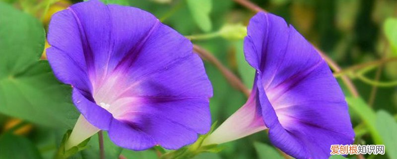 喇叭花是什么季节开花的呀? 喇叭花什么季节开，喇叭花的特点是什么