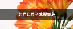 如何让君子兰发侧芽 怎样让君子兰长侧芽，不发侧芽怎么办