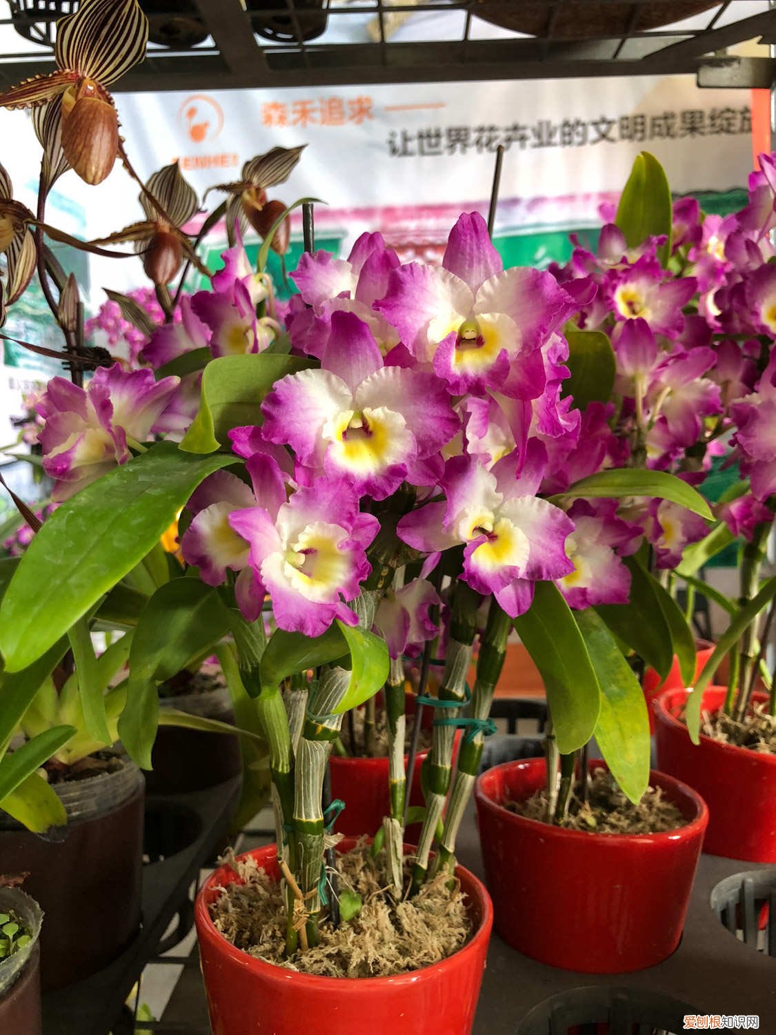 树桩栽石斛怎么浇水 如何在木桩种石斛，木桩上的石斛怎么浇水