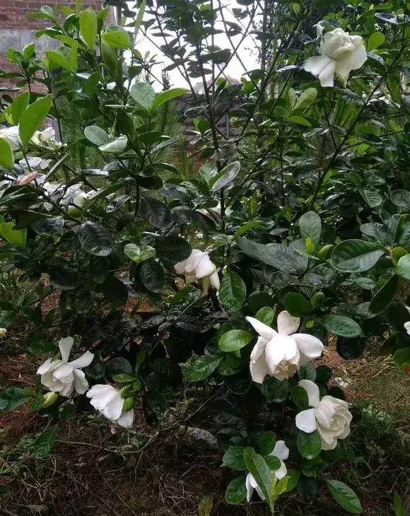 西红柿洋白菜做法，西红柿洋葱胡萝卜，切碎加水倒盆里，叶子绿出油，花开娇滴滴