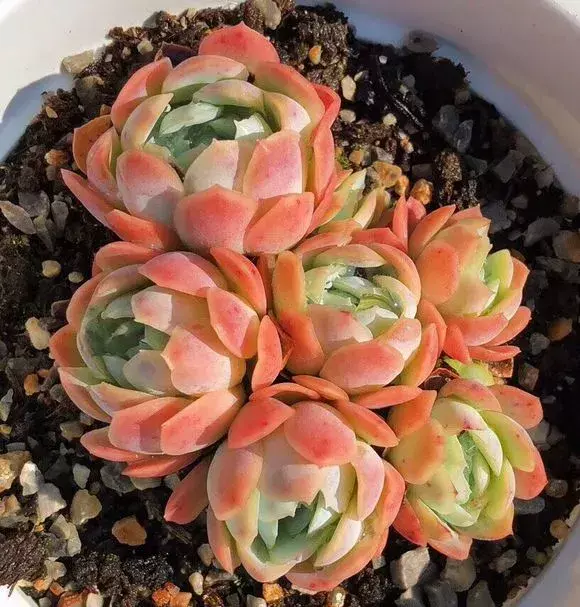 西红柿洋白菜做法，西红柿洋葱胡萝卜，切碎加水倒盆里，叶子绿出油，花开娇滴滴