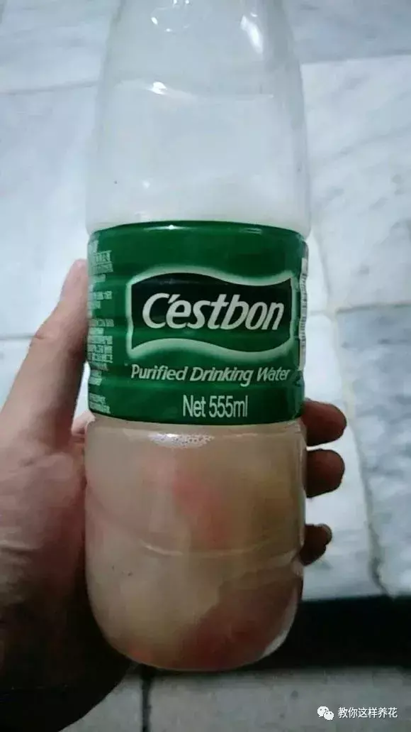 西红柿洋白菜做法，西红柿洋葱胡萝卜，切碎加水倒盆里，叶子绿出油，花开娇滴滴