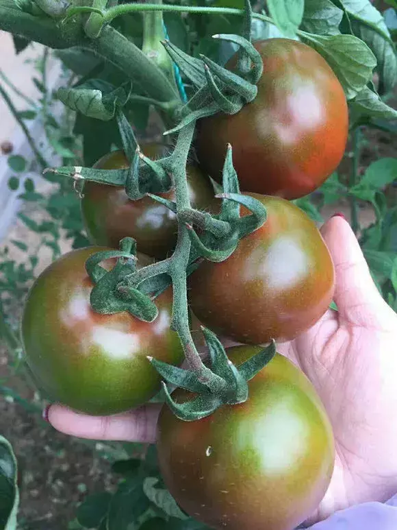 西红柿洋白菜做法，西红柿洋葱胡萝卜，切碎加水倒盆里，叶子绿出油，花开娇滴滴
