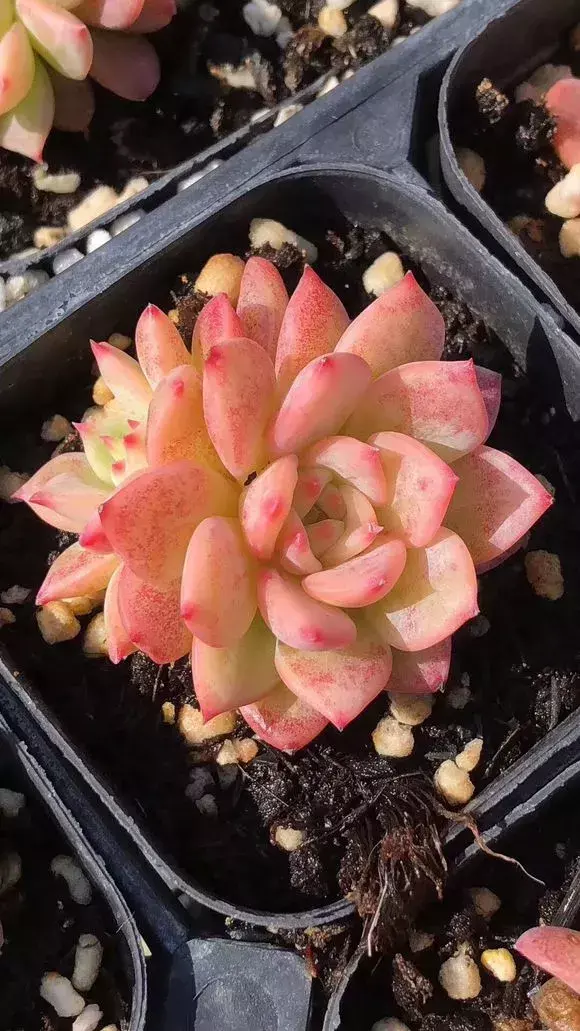 西红柿洋白菜做法，西红柿洋葱胡萝卜，切碎加水倒盆里，叶子绿出油，花开娇滴滴