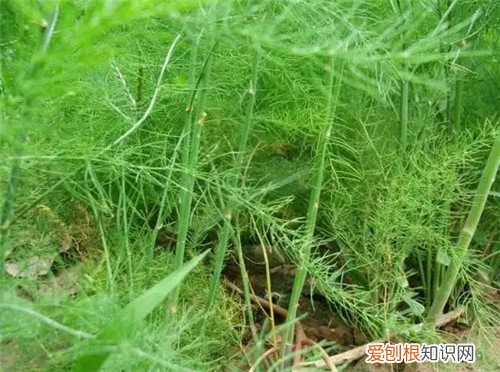 常年不见阳光适合养什么花，常年不见阳光适合养什么花绿化耐阴花