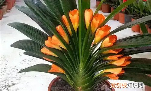 常年不见阳光适合养什么花，常年不见阳光适合养什么花绿化耐阴花