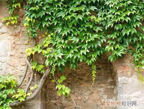 常年不见阳光适合养什么花，常年不见阳光适合养什么花绿化耐阴花