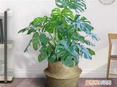 常年不见阳光适合养什么花，常年不见阳光适合养什么花绿化耐阴花