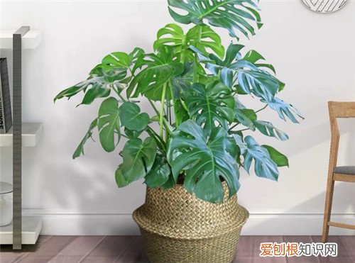 常年不见阳光适合养什么花，常年不见阳光适合养什么花绿化耐阴花