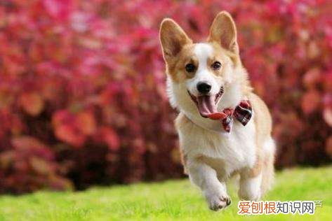 小葫芦创始人,小葫芦谈商标|第十八期:宠物行业如何选择商标注册类别?