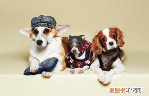 小葫芦创始人,小葫芦谈商标|第十八期:宠物行业如何选择商标注册类别?