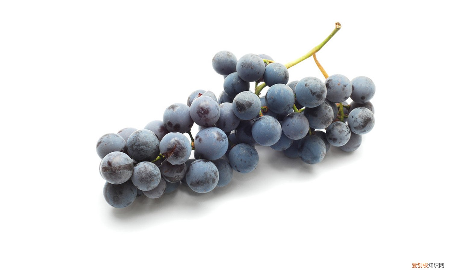 从葡萄的颜色多我推断葡萄的品种什么 葡萄有什么颜色，不同品种和成熟度颜色不同