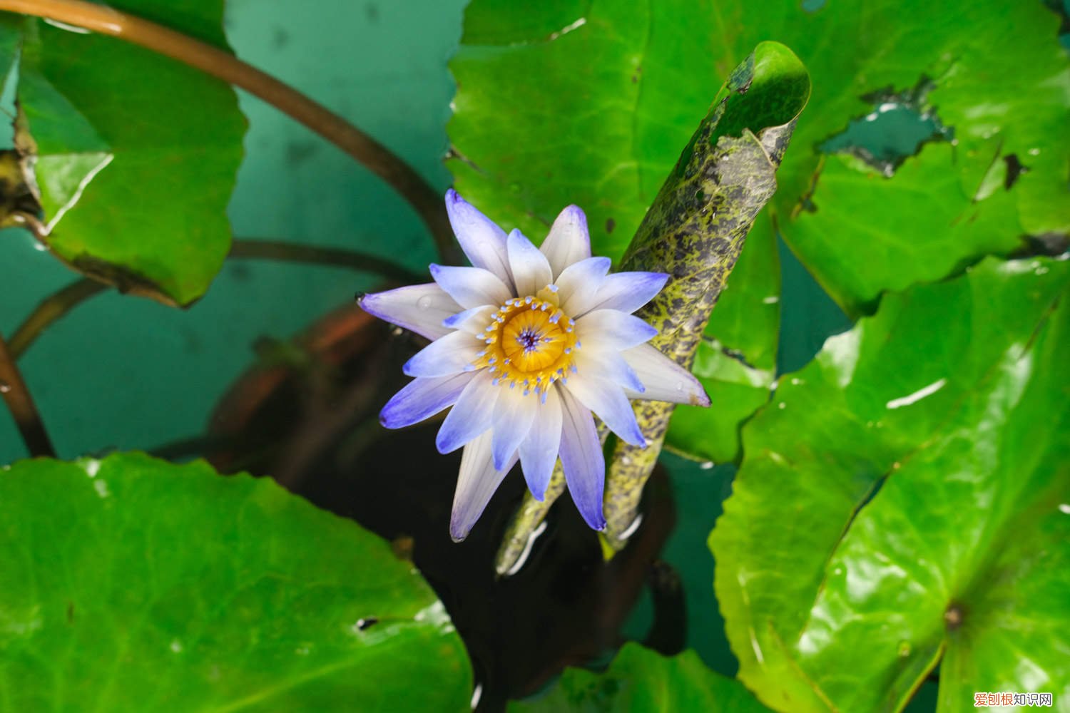 冬天睡莲插花瓶里能开花吗 睡莲插花瓶里怎么养，为什么晚上会合拢