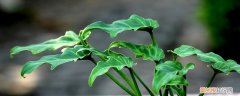 室内观叶植物的繁殖方式 观叶植物的养殖方法