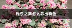 刚买回来的雅乐之舞,该怎么养 雅乐之舞怎么养出粉色