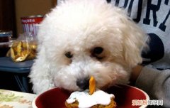 比熊犬自制狗粮食谱 比熊幼犬狗粮怎么泡