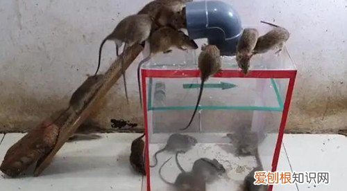 家里有老鼠怎么办，冬天家里有老鼠怎么办