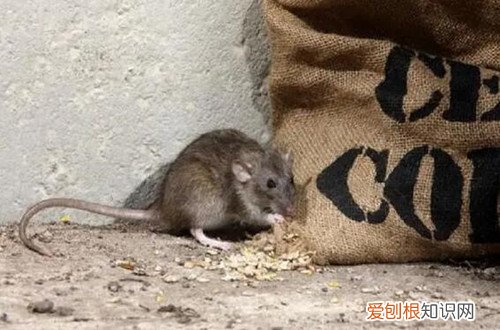 家里有老鼠怎么办，冬天家里有老鼠怎么办
