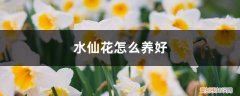 水仙花怎么养好活 水仙花怎么养好