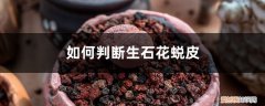 生石花怎么判断是否开始脱皮 如何判断生石花蜕皮