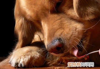 金毛幼犬不到三个月,泡软的狗粮几乎不吃 金毛狗粮怎么泡软