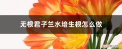 君子兰能水培根吗 无根君子兰水培生根怎么做