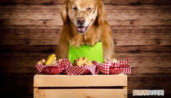 金毛狗粮怎么喂才好 喂金毛狗粮怎么喂