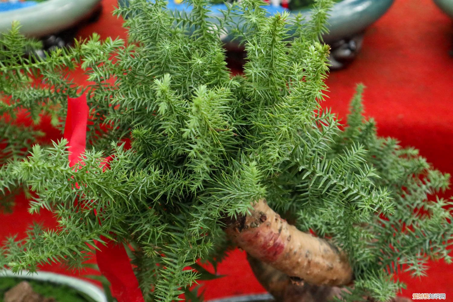 澳洲杉的养殖方法和注意事项肥 澳洲杉的养殖方法