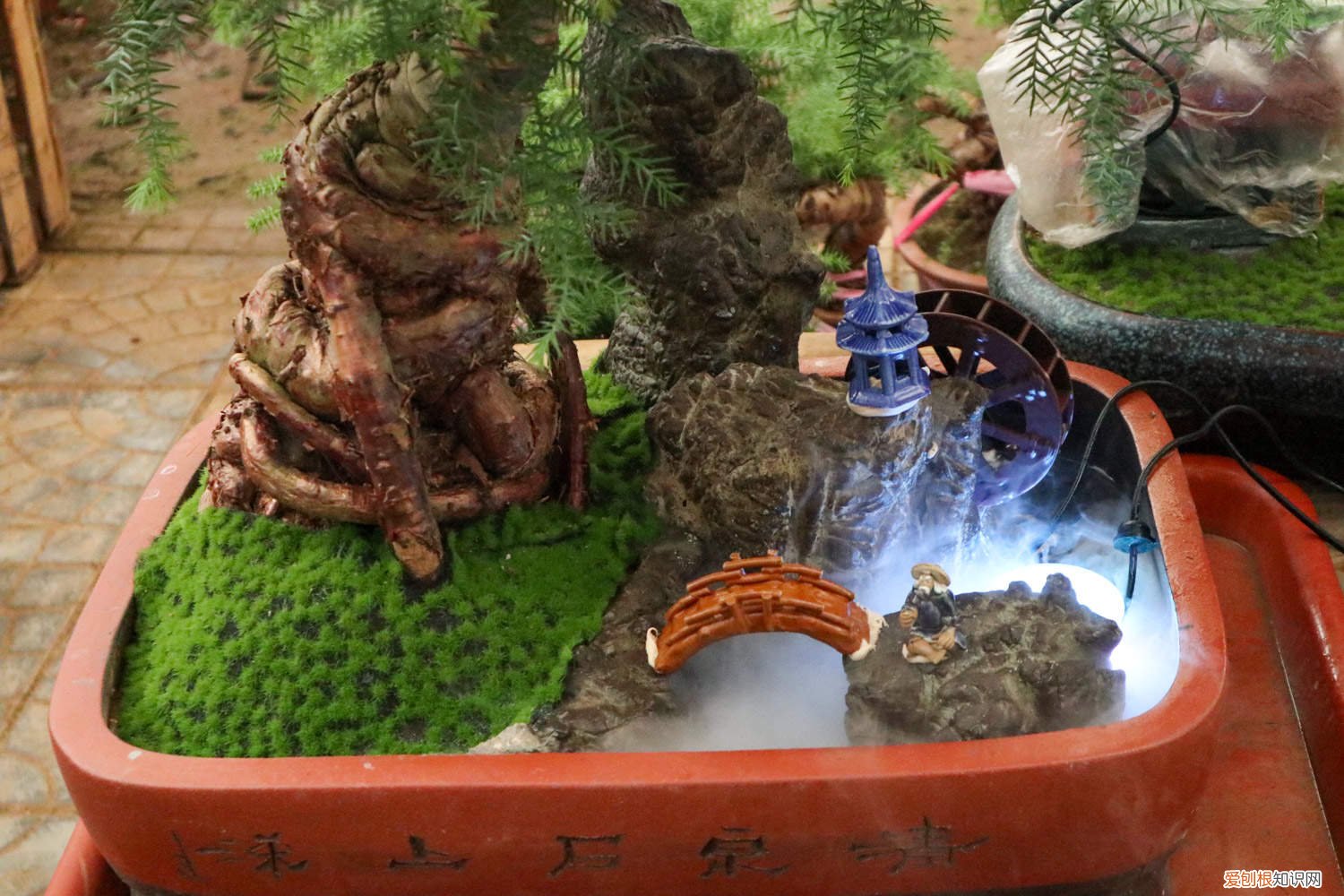 澳洲杉的养殖方法和注意事项肥 澳洲杉的养殖方法