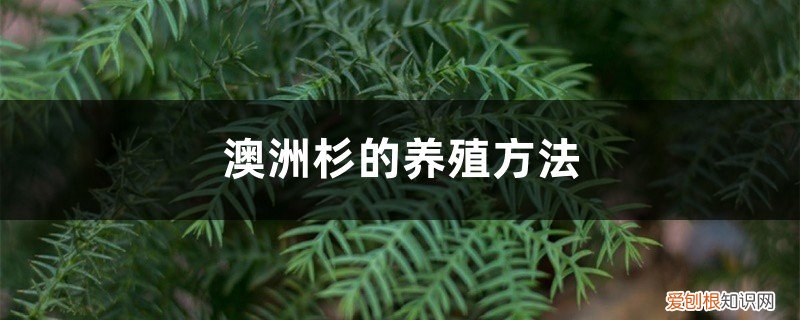 澳洲杉的养殖方法和注意事项肥 澳洲杉的养殖方法