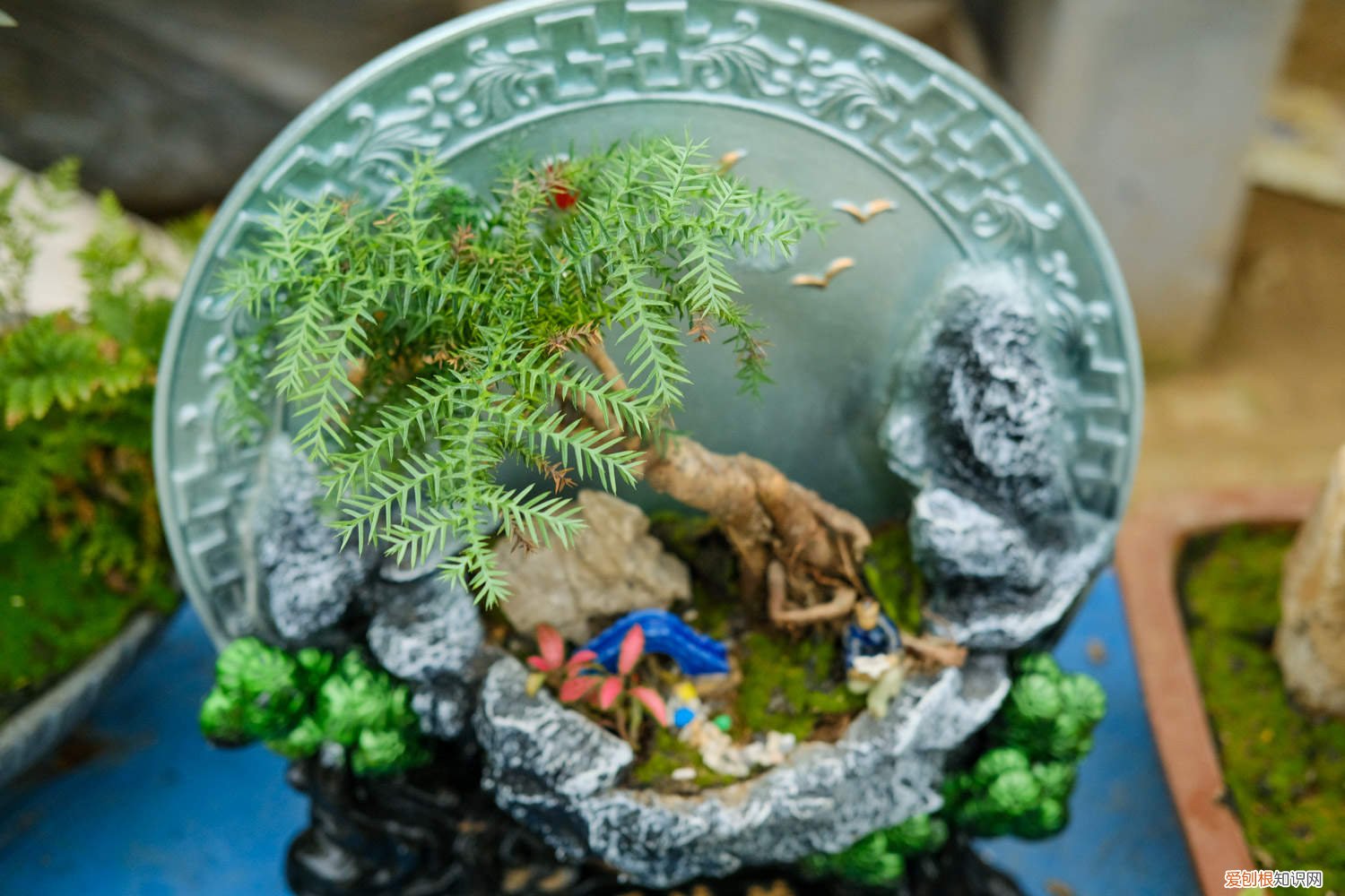 澳洲杉的养殖方法和注意事项肥 澳洲杉的养殖方法