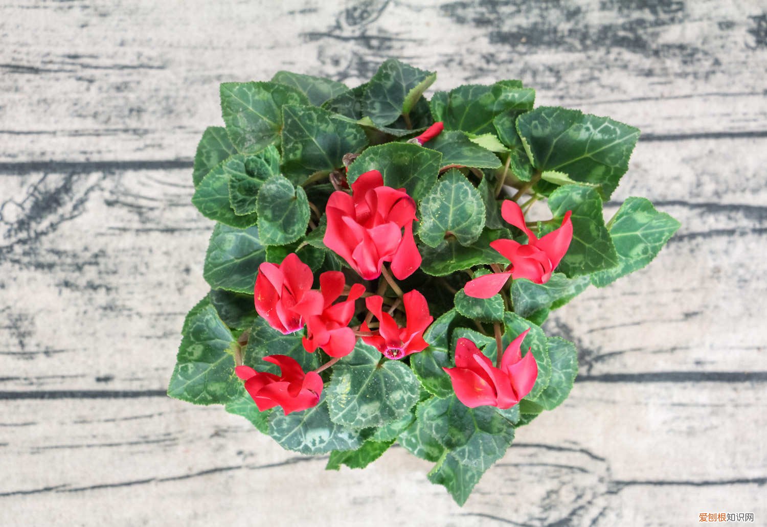 仙客来扦插方法图解 仙客来扦插方法