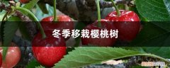 樱桃树冬天可以移植吗 冬季移栽樱桃树的方法