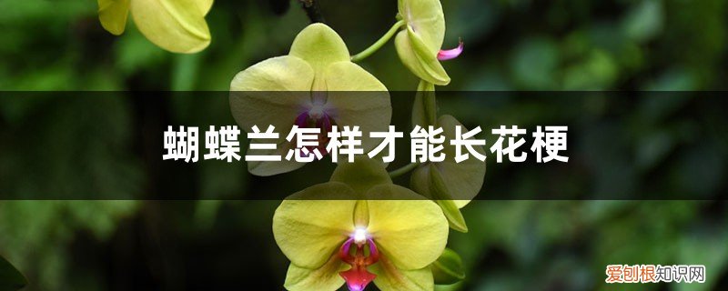 蝴蝶兰怎样才能长花梗图片 蝴蝶兰怎样才能长花梗