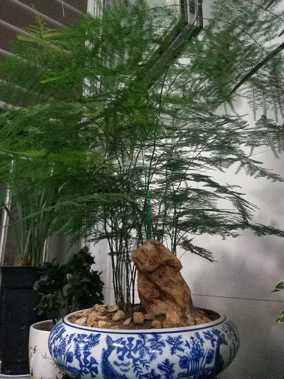梦幻西游老花农骂人，老花农1句话，简单好记易学，绿萝吊兰养一盆爆一盆