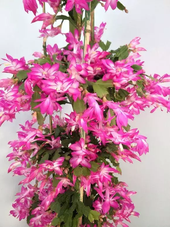 梦幻西游老花农骂人，老花农1句话，简单好记易学，绿萝吊兰养一盆爆一盆