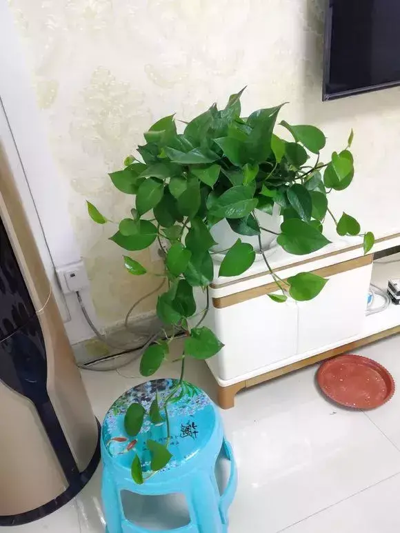 梦幻西游老花农骂人，老花农1句话，简单好记易学，绿萝吊兰养一盆爆一盆