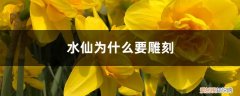 水仙花为什么要雕 水仙为什么要雕刻