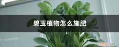 碧玉施什么肥好 碧玉植物怎么施肥