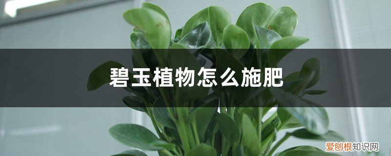 碧玉施什么肥好 碧玉植物怎么施肥