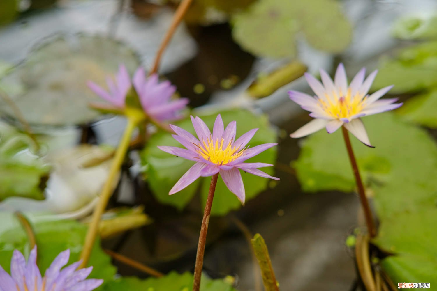 带根睡莲全水养种植方法 睡莲根可以全水养吗