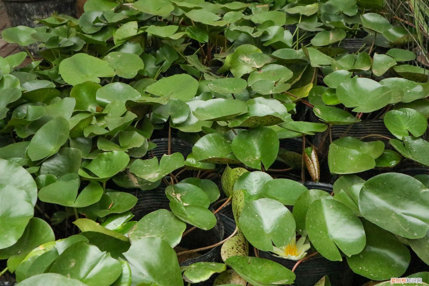 带根睡莲全水养种植方法 睡莲根可以全水养吗