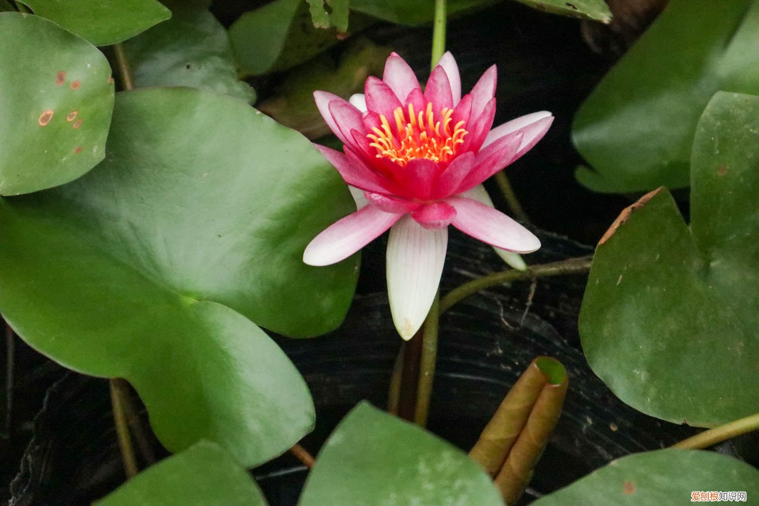 带根睡莲全水养种植方法 睡莲根可以全水养吗