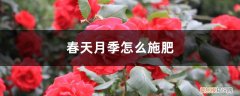 春天月季怎么施肥最好 春天月季怎么施肥