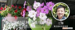 喇叭花生长季节 春天喇叭花种植最佳时间