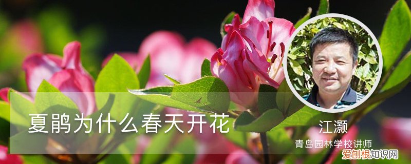 夏鹃与春鹃的区别 夏鹃为什么春天开花