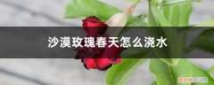 沙漠玫瑰冬天如何浇水 沙漠玫瑰春天怎么浇水