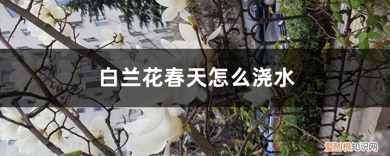 白兰花春天怎么浇水好 白兰花春天怎么浇水