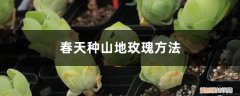 冬天怎么种植玫瑰 春天种山地玫瑰方法