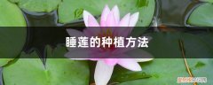 睡莲的种植方法和注意事项视频 睡莲的种植方法